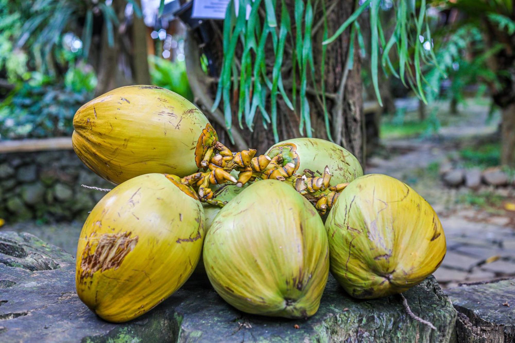 فندق أومونتي بالي سينغاراجا المظهر الخارجي الصورة
